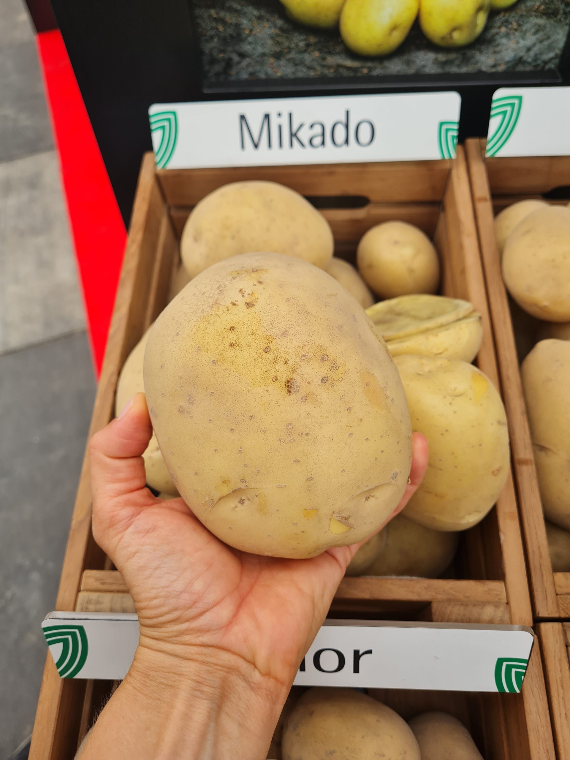 Sadbové zemiaky MIKADO - Obrázok 2