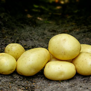 Sadbové zemiaky MIKADO