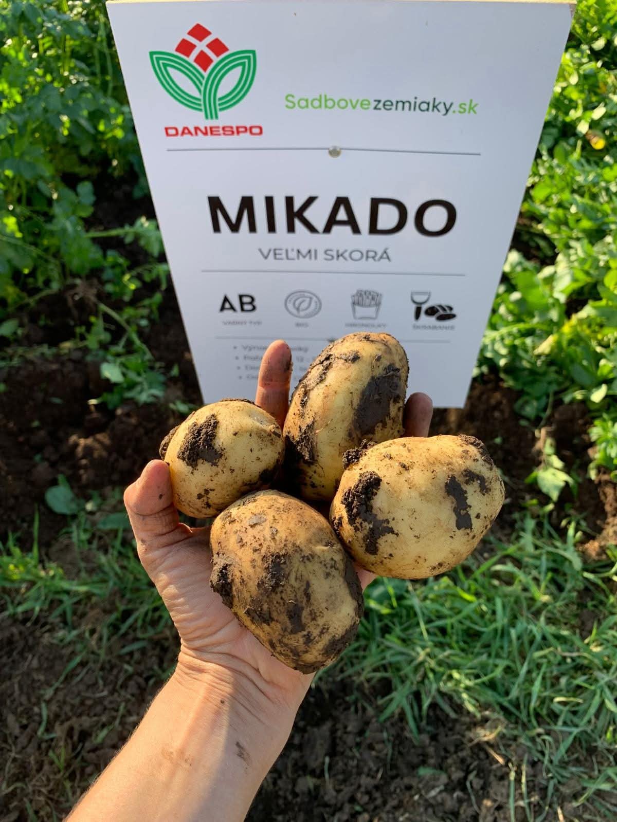 Sadbové zemiaky MIKADO - Obrázok 4