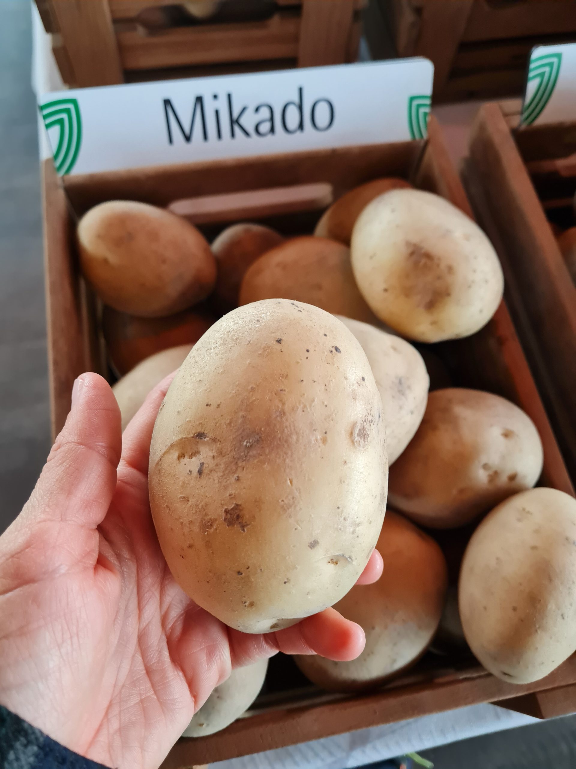 Sadbové zemiaky MIKADO - Obrázok 3