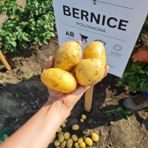 Kontrolný odkop odrody Bernice po 10 týždňoch