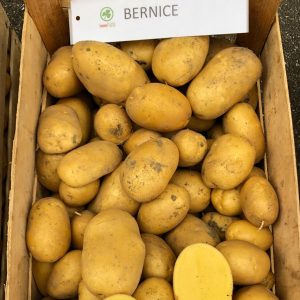 Sadbove zemiaky BERNICE