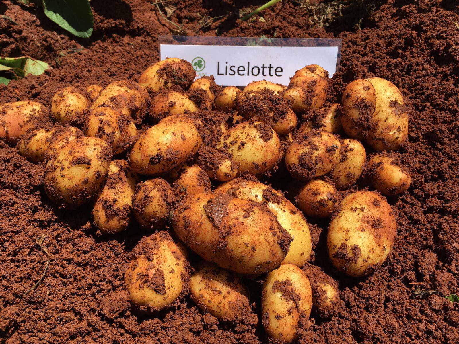 Sadbové zemiaky LISELOTTE