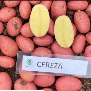 Sadbové zemiaky CEREZA