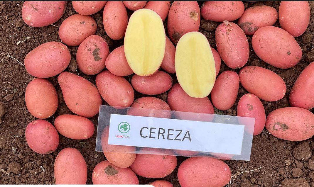 Sadbové zemiaky CEREZA