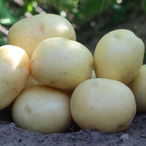 Sadbové zemiaky PONDUS