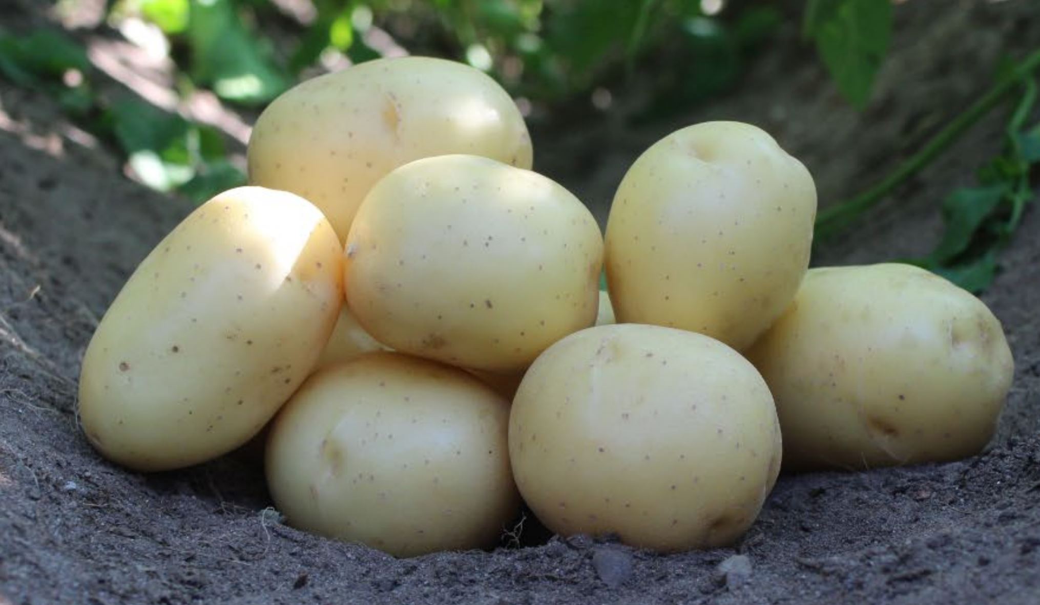 Sadbové zemiaky PONDUS