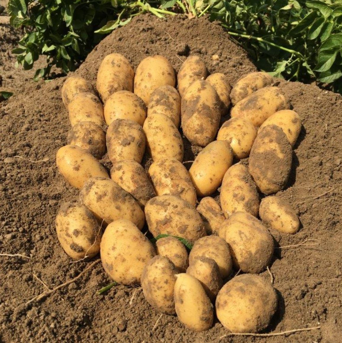 Sadbové zemiaky GOLDMARIE - Obrázok 4