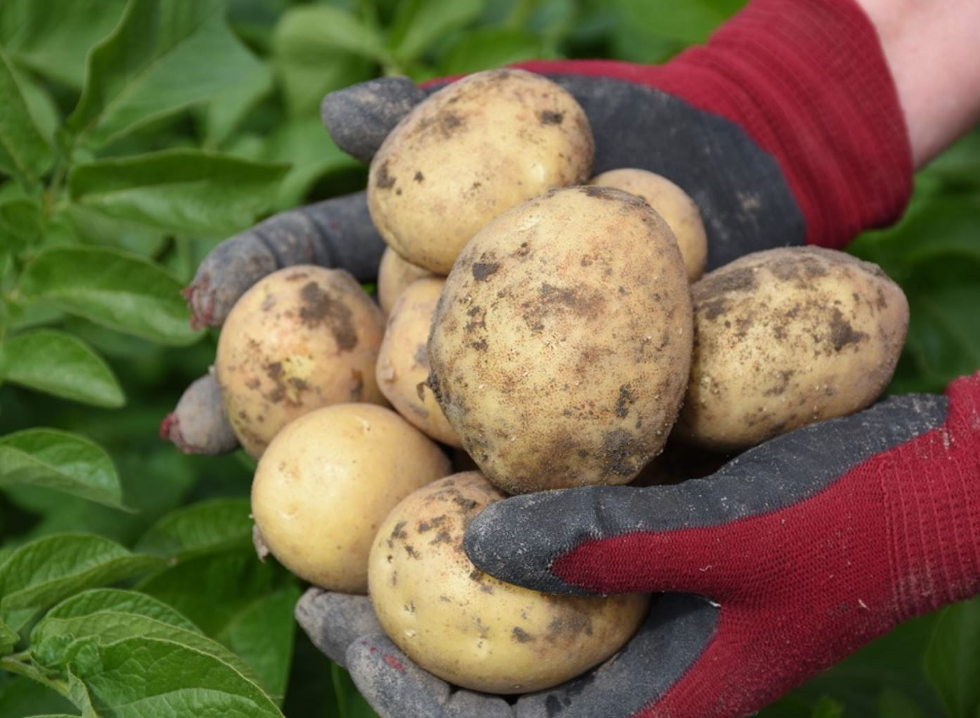 Sadbové zemiaky TWISTER - Obrázok 2