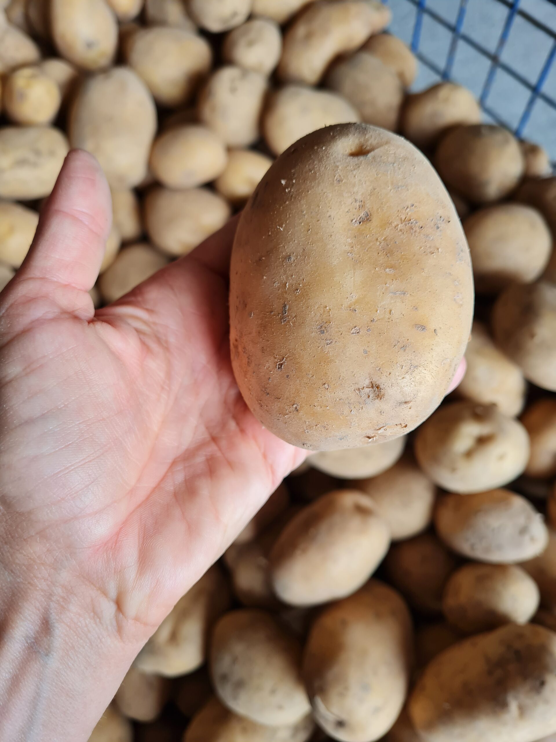 Konzumné zemiaky COLOMBA - NOVÉ zemiaky - slovenský farmár - Obrázok 3