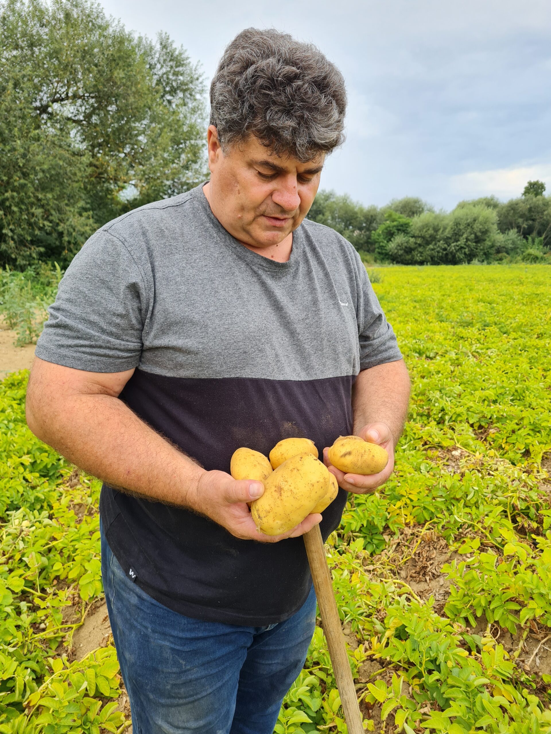 Konzumné zemiaky COLOMBA - NOVÉ zemiaky - slovenský farmár - Obrázok 2