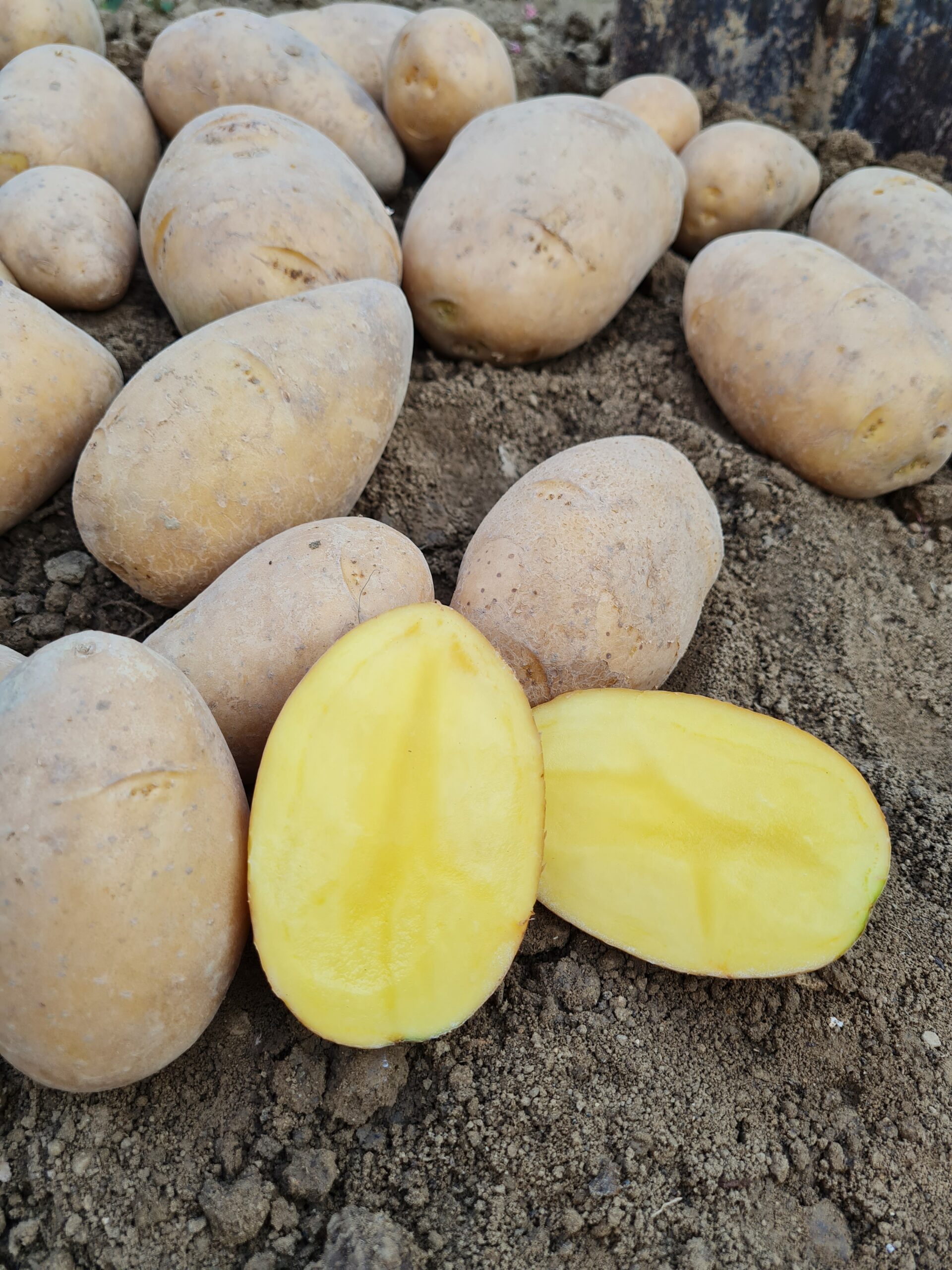 Konzumné zemiaky BERNINA - NOVÉ ZEMIAKY slovenský farmár - Obrázok 2