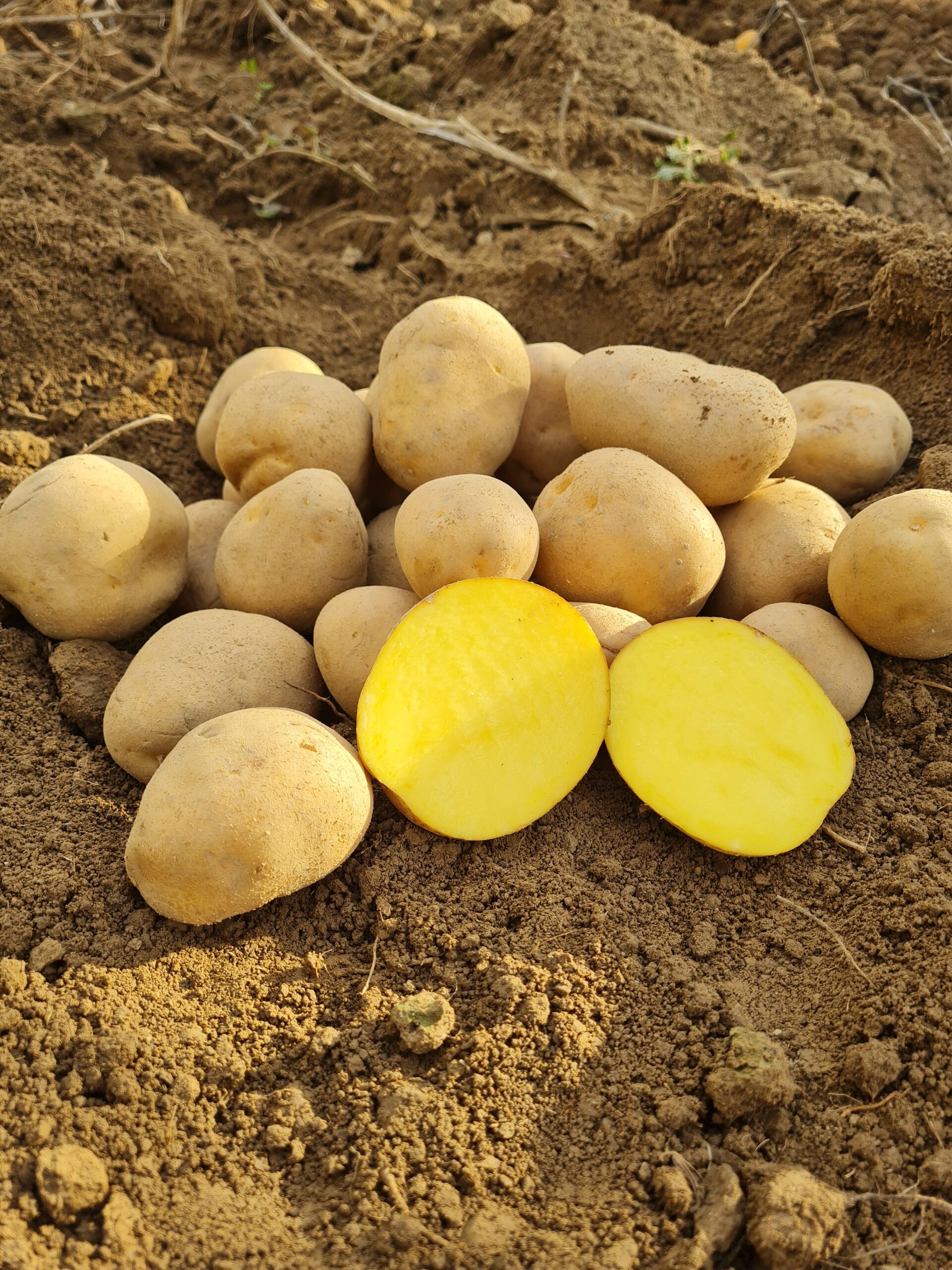 Konzumné zemiaky ANUSCHKA - Obrázok 2