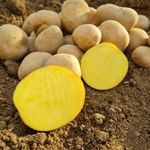 Sadbové zemiaky ANUSCHKA