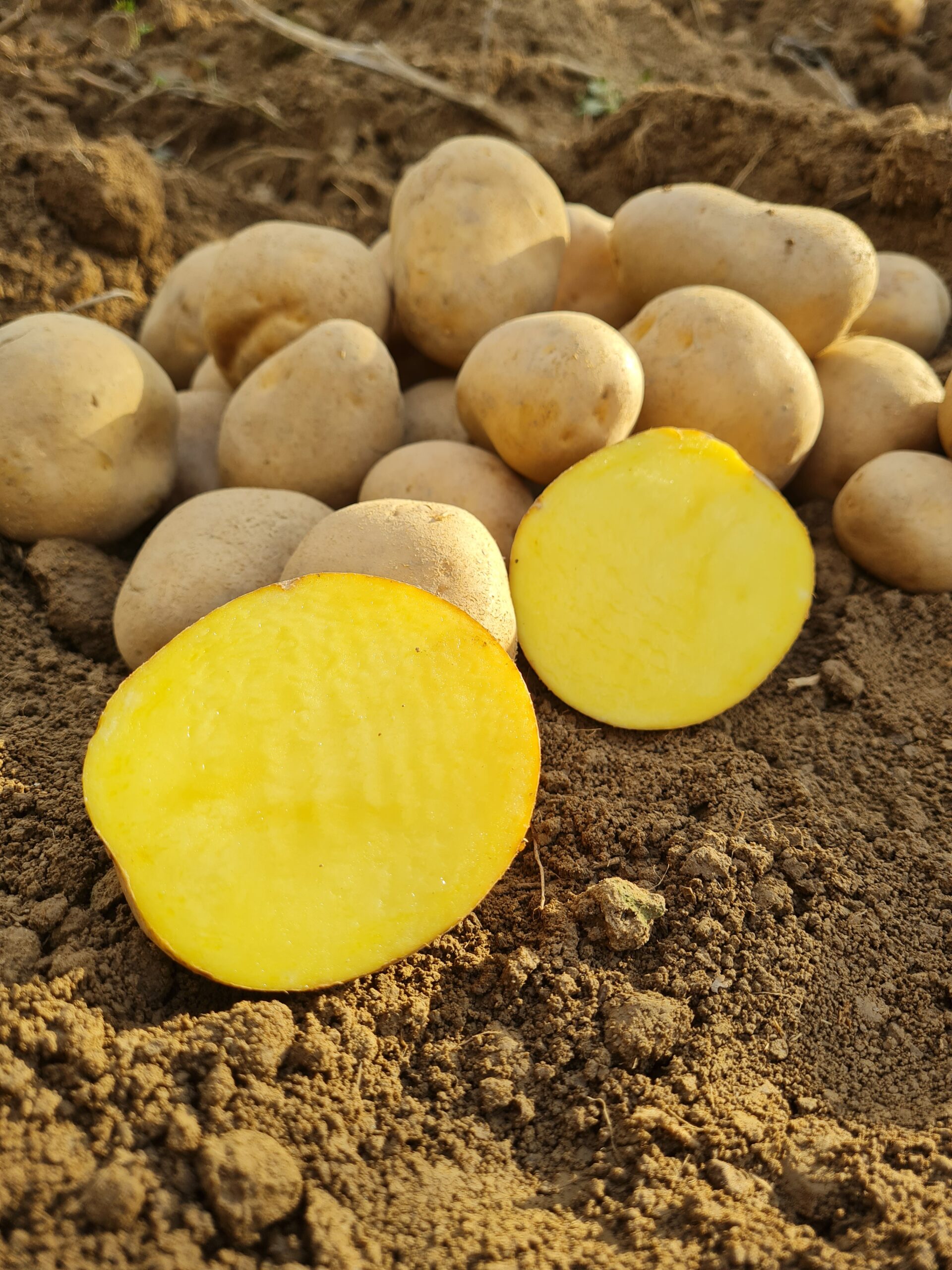 Konzumné zemiaky ANUSCHKA