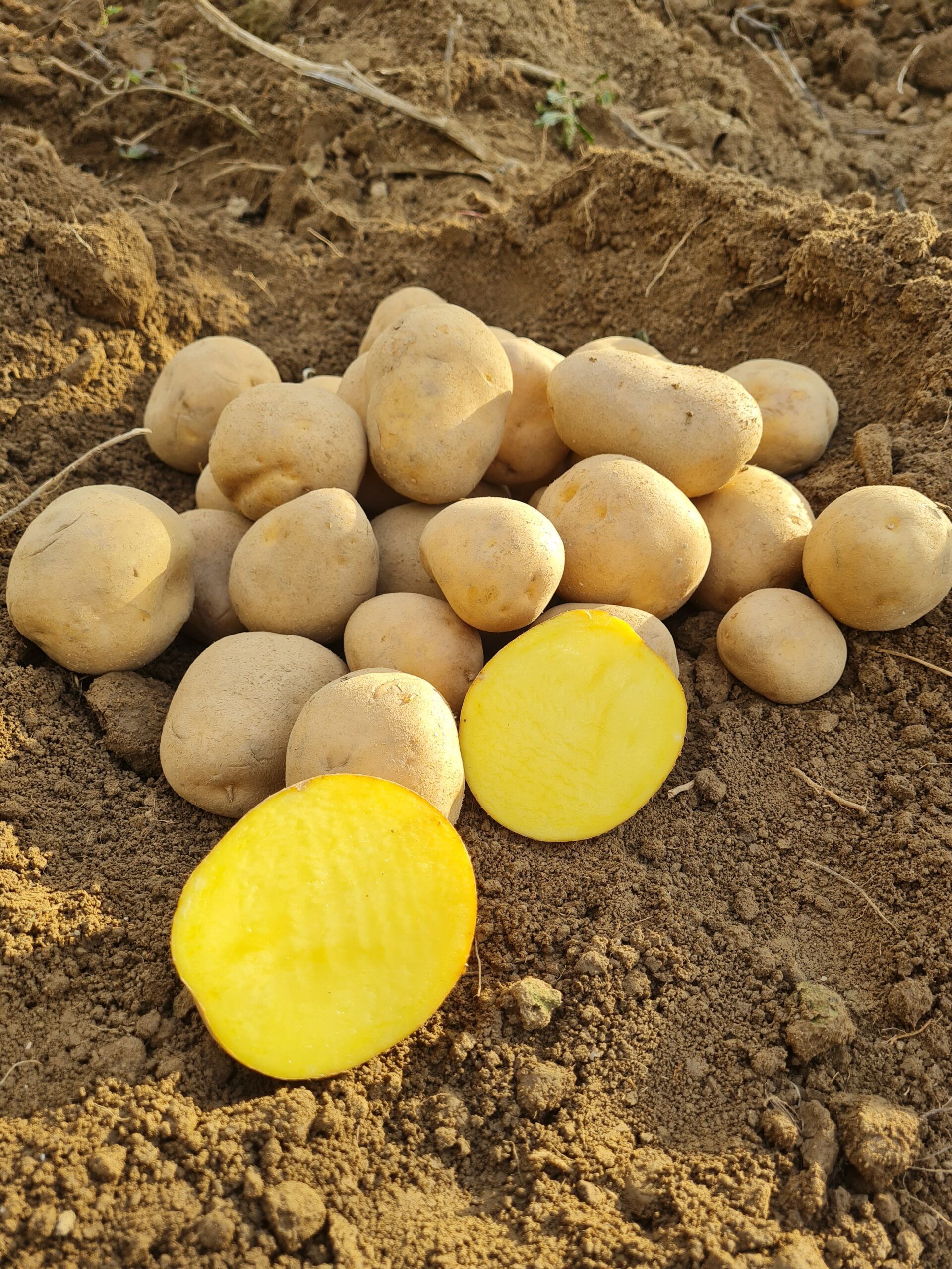 Konzumné zemiaky ANUSCHKA - Obrázok 3