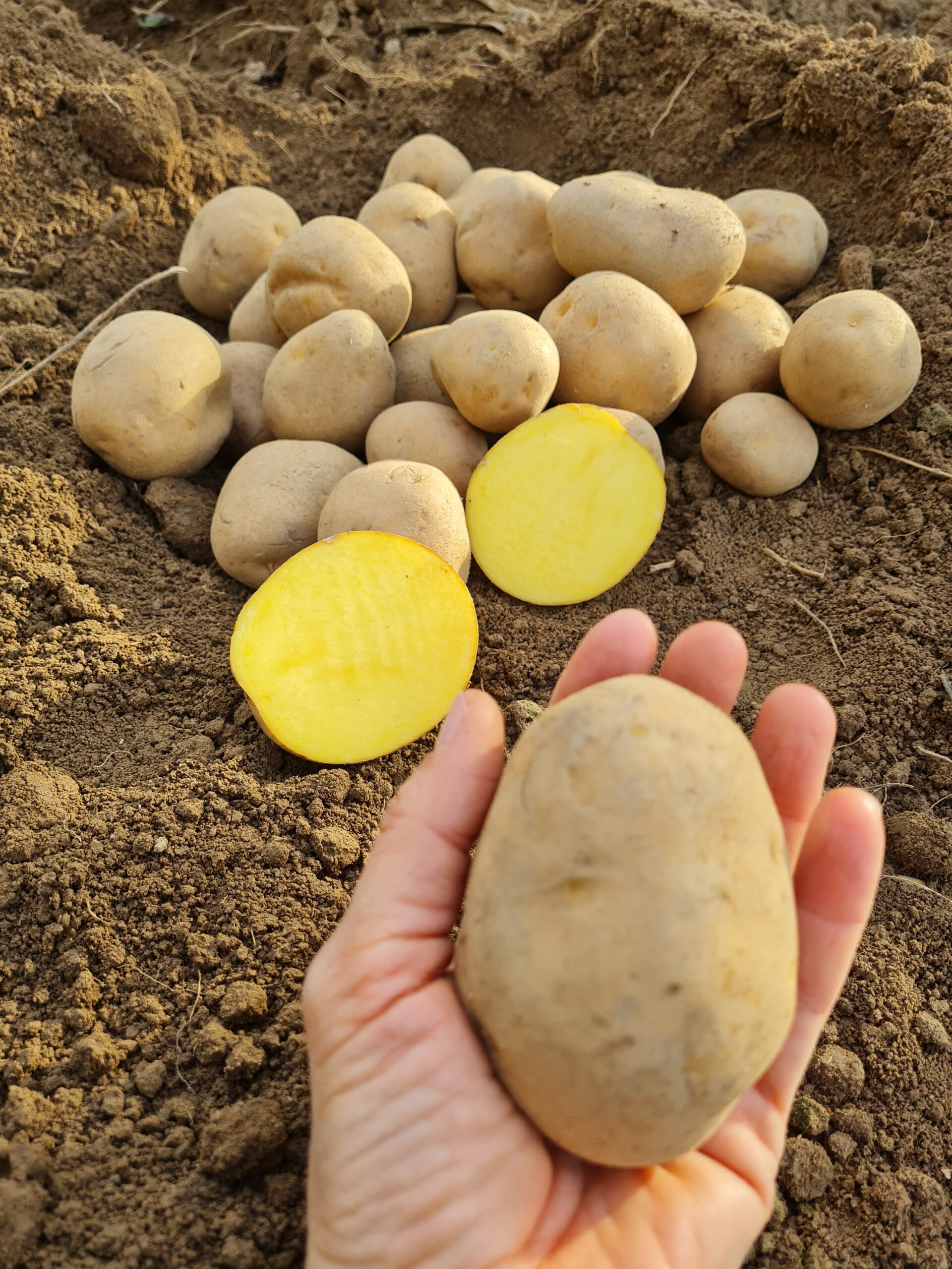 Konzumné zemiaky ANUSCHKA - Obrázok 4