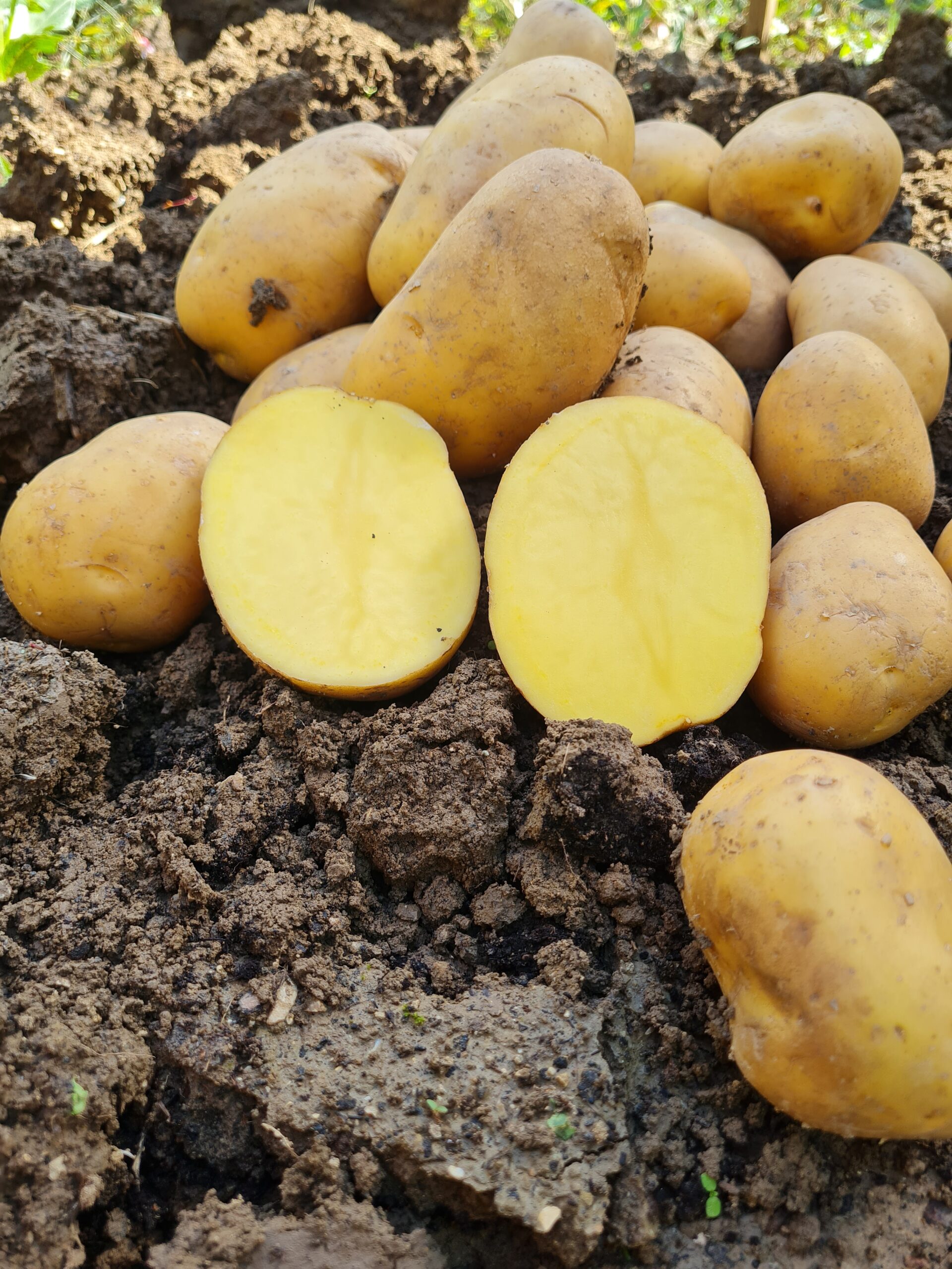Konzumné zemiaky CAMELIA - od slovenského farmára - Obrázok 4