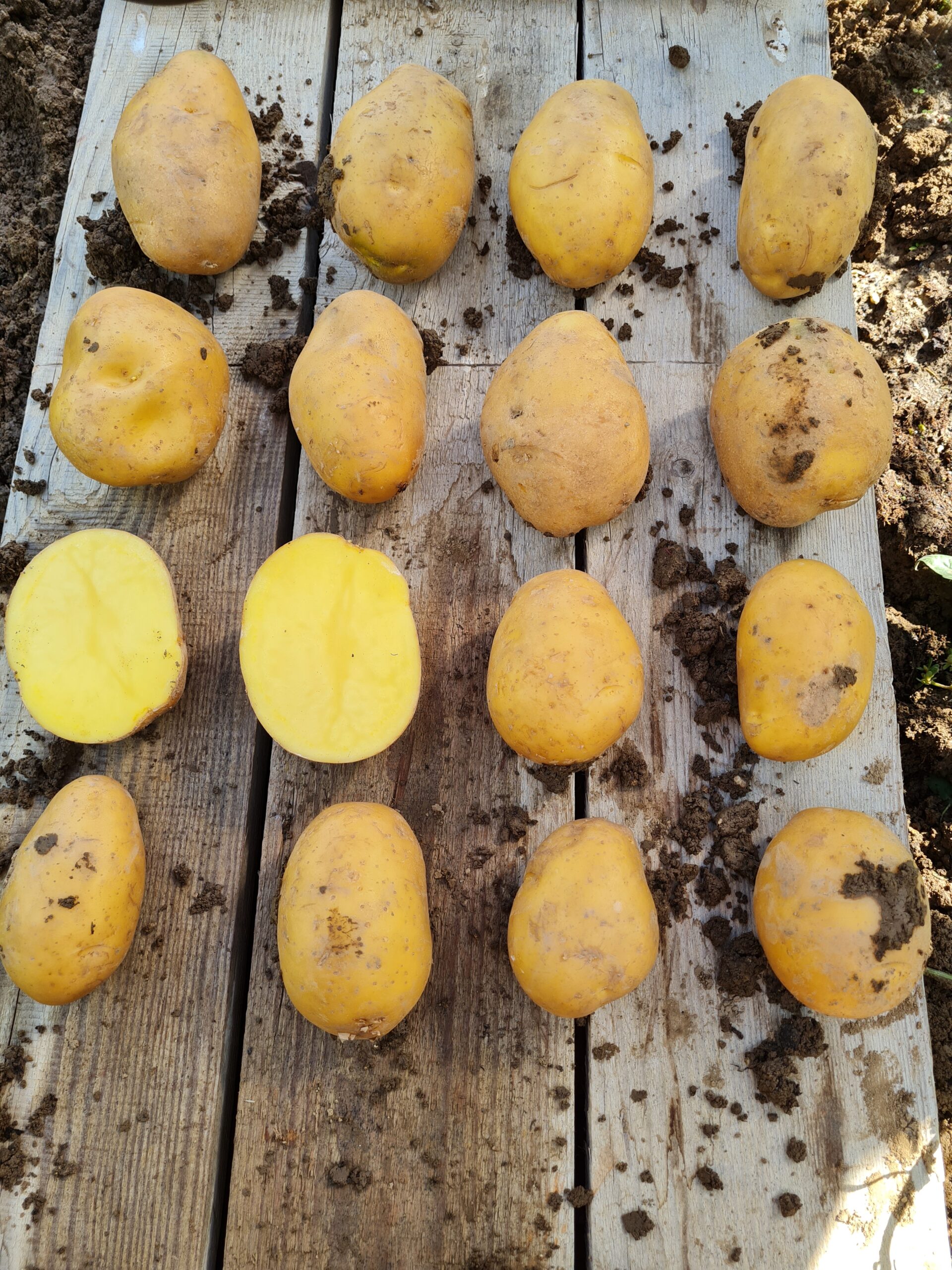 Konzumné zemiaky CAMELIA - od slovenského farmára - Obrázok 3