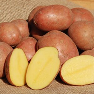 Sadbové zemiaky BIRGIT