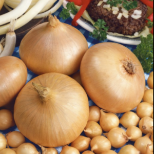 Cibuľa Štuttgardská žltá- sadzačka 500g