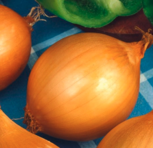 Cibuľa Všetana žltá- sadzačka 500g