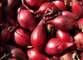 Cibuľa Red Sun šalotka červená- sadzačka jarná 500g