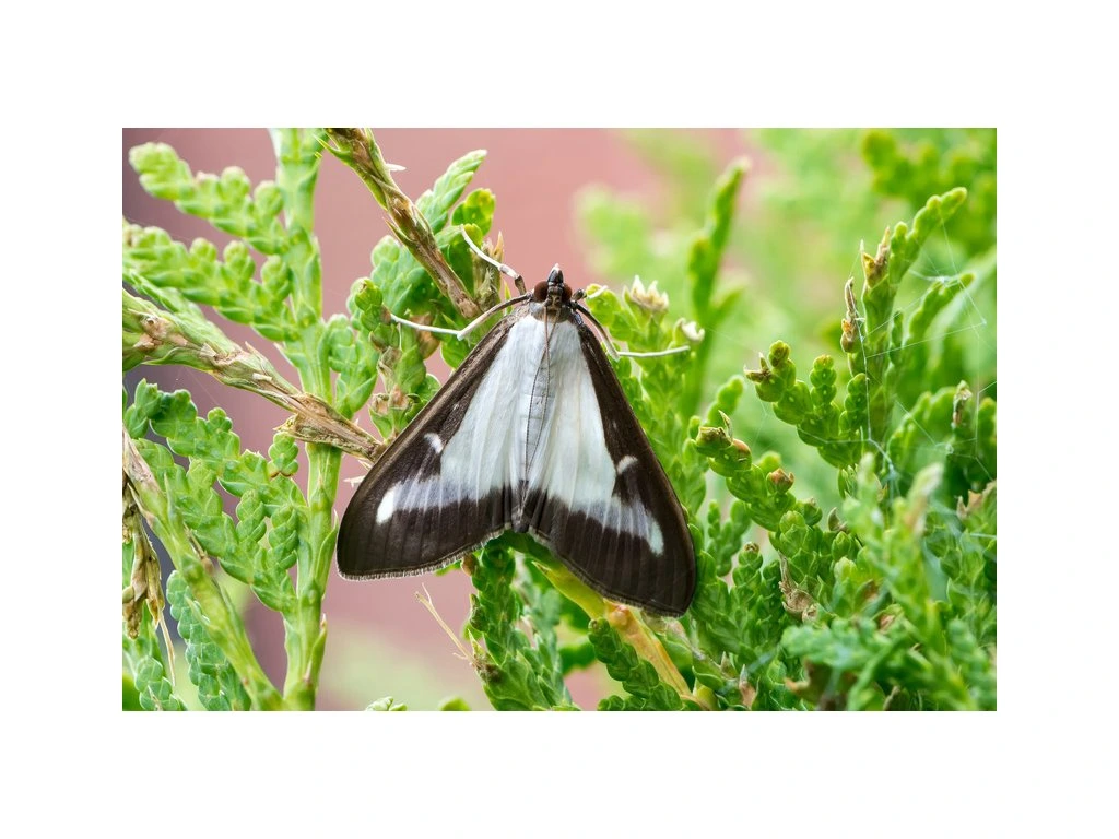 Lepinox Plus - bio prípravok proti húseniciam škodcov - Biocont - ochrana rastlín - 3 x 10 g - Obrázok 2