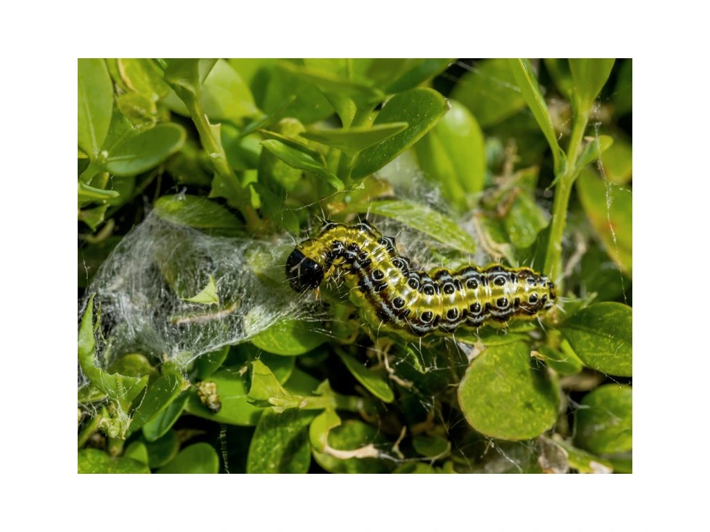 Lepinox Plus - bio prípravok proti húseniciam škodcov - Biocont - ochrana rastlín - 3 x 10 g - Obrázok 3