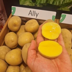Sadbové zemiaky ALLY
