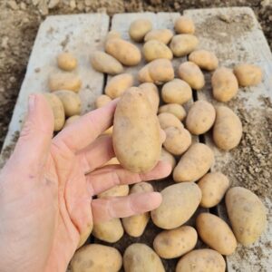 Sadbové zemiaky MINETTE