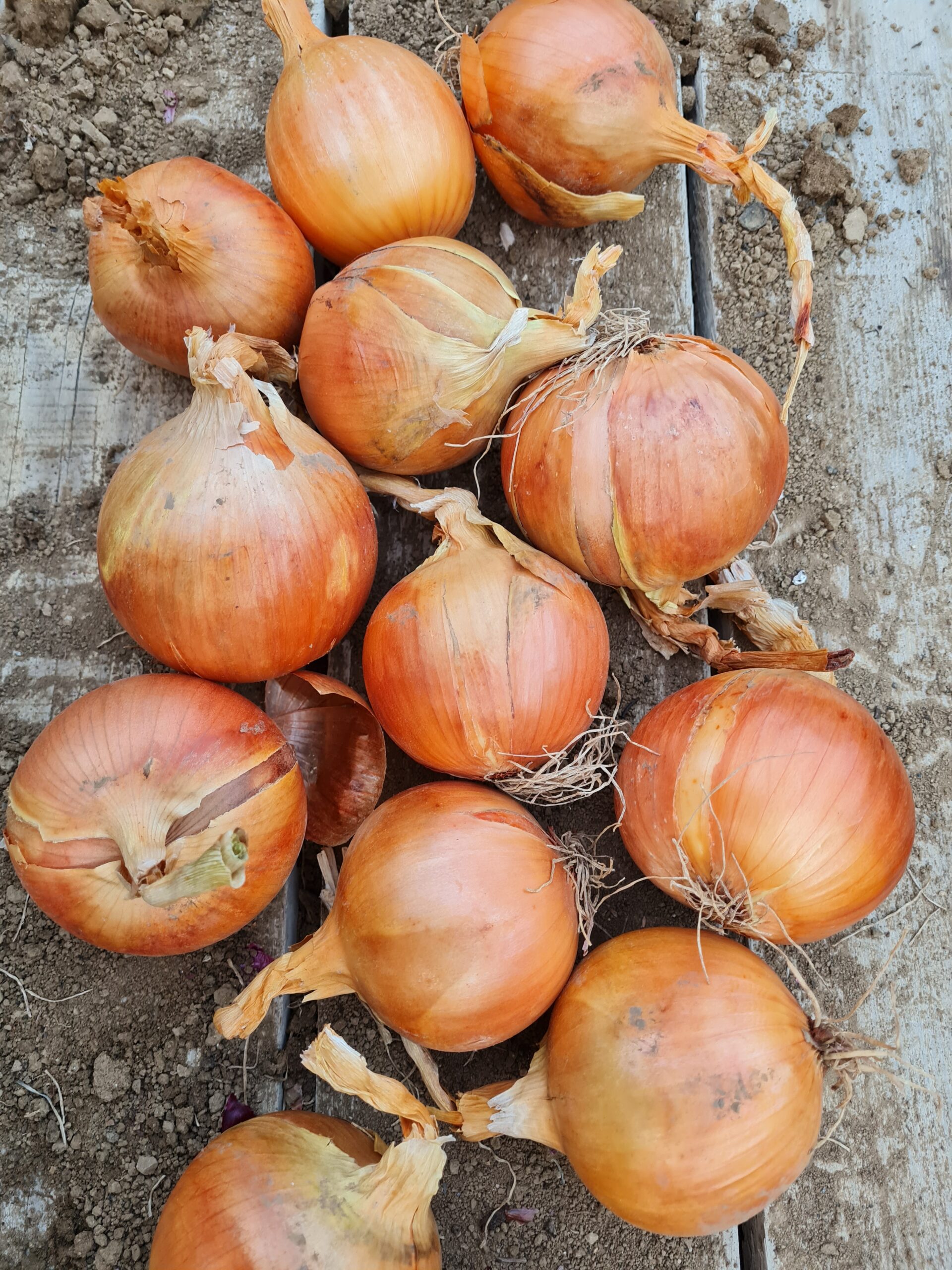 Konzumná cibuľa CROCKETT od farmára - Obrázok 2