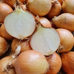 konzumná cibuľa Rawhide