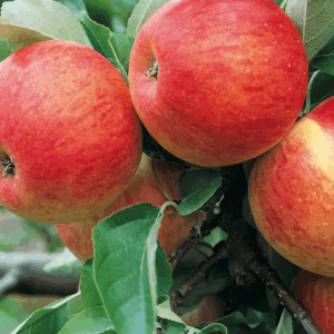 Jablká PINOVA zo slovenského sadu 13 KG