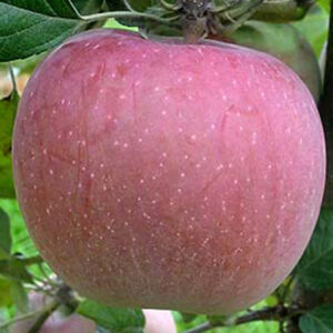 Jablká FUJI zo slovenského sadu 13 KG