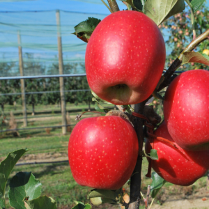 Jablká TESSA zo slovenského sadu 13 KG