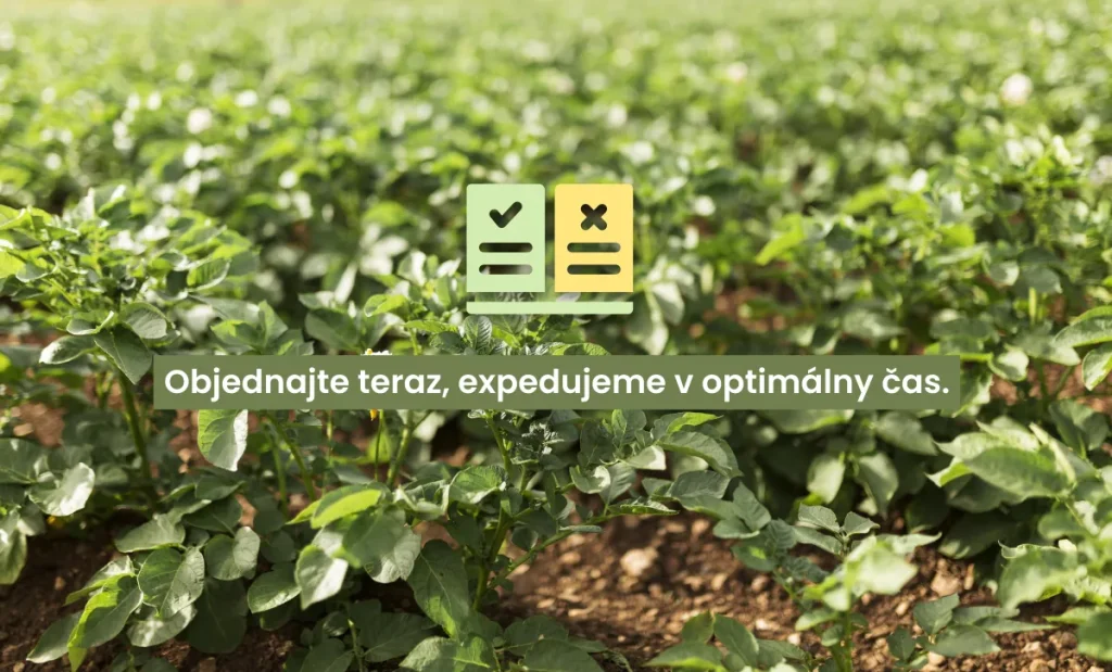 Ako správne nakupovať sadbové zemiaky