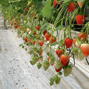 Jahoda DUCHESSE - Frigo sadba