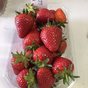 jahoda RED HIMALAYA - Frigo sadba