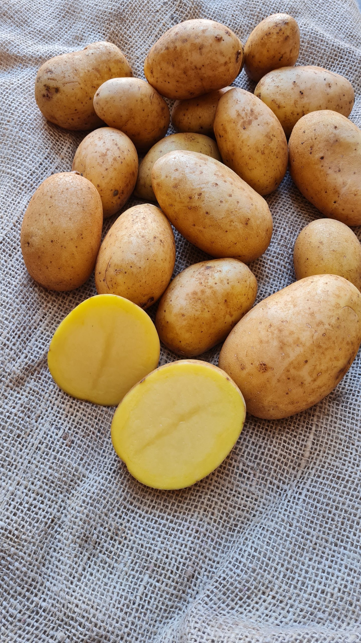Konzumné zemiaky SANTERA - slovenský farmár - Obrázok 2